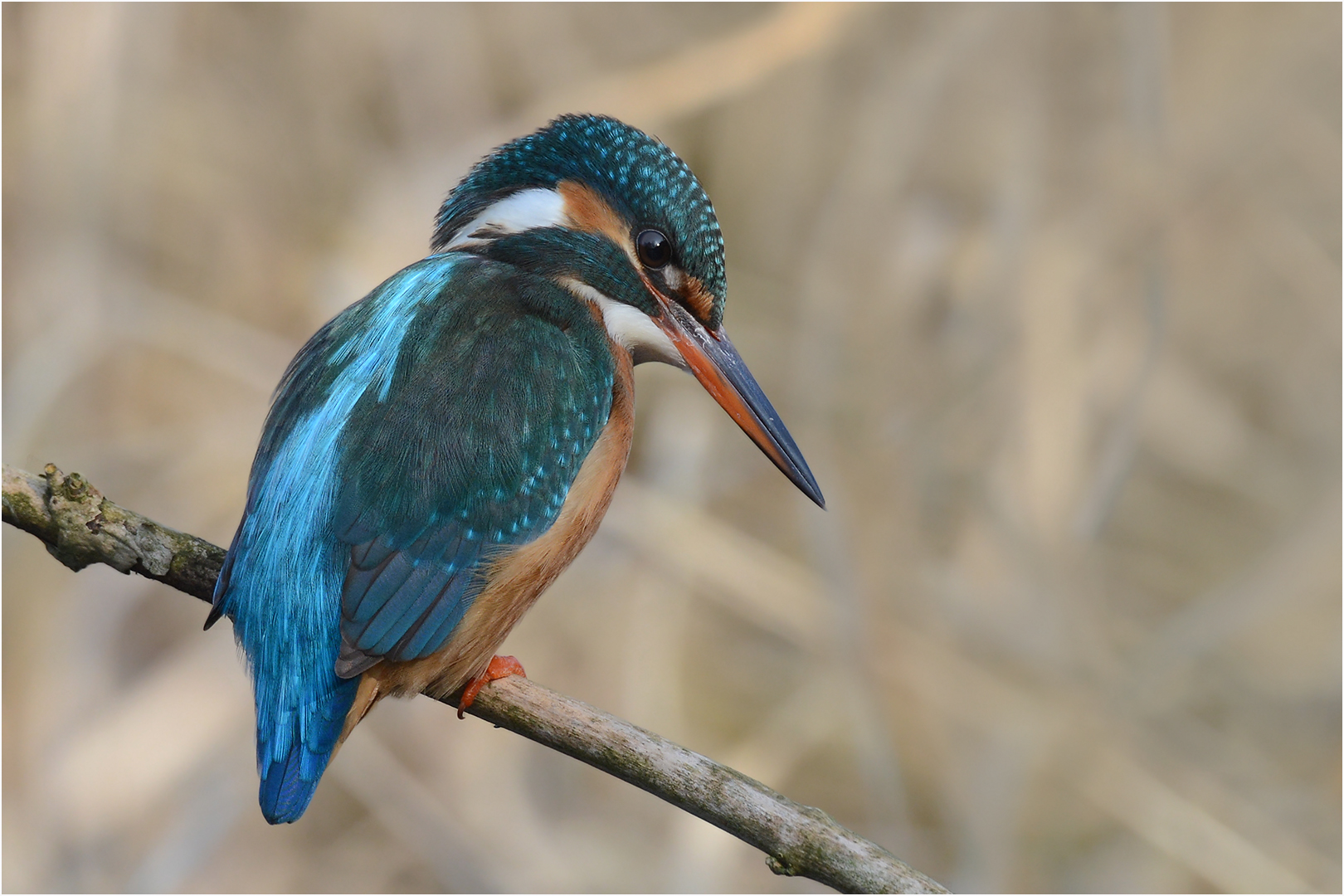 Eisvogel