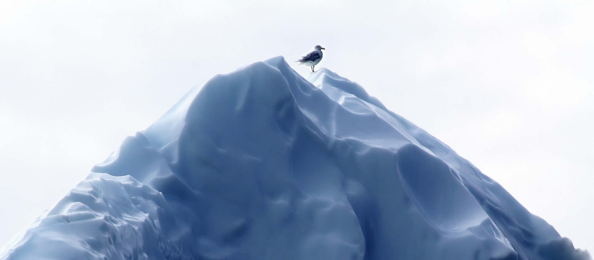 Eisvogel