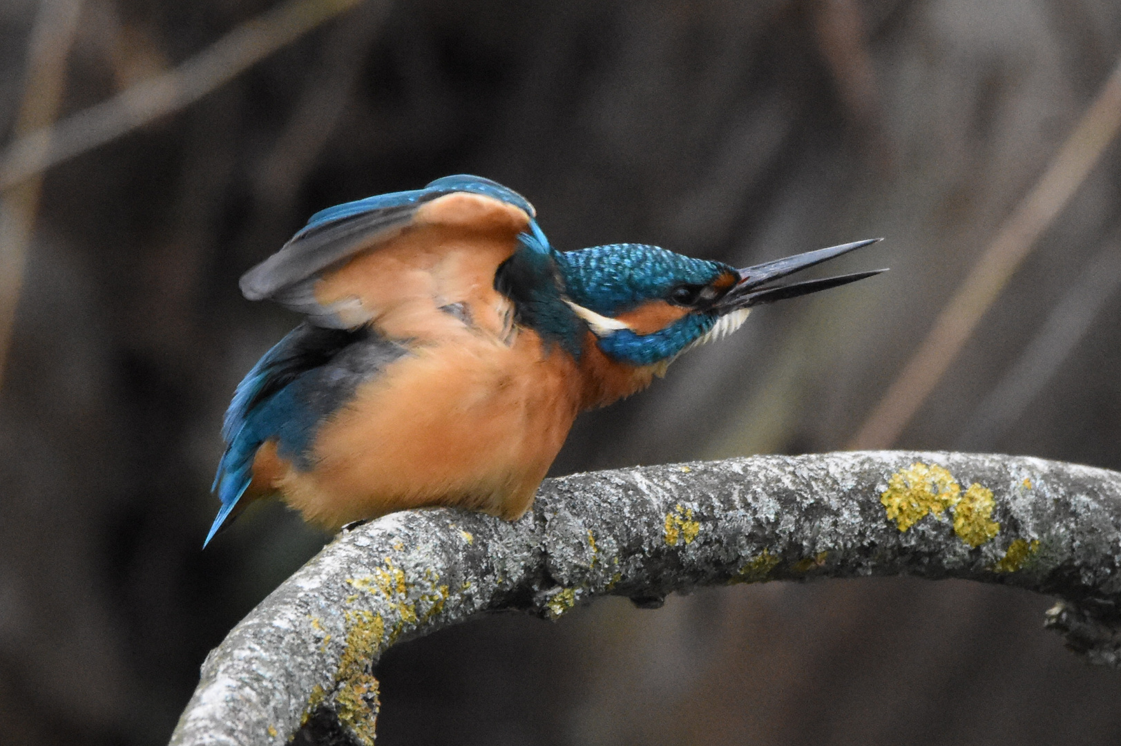 Eisvogel 