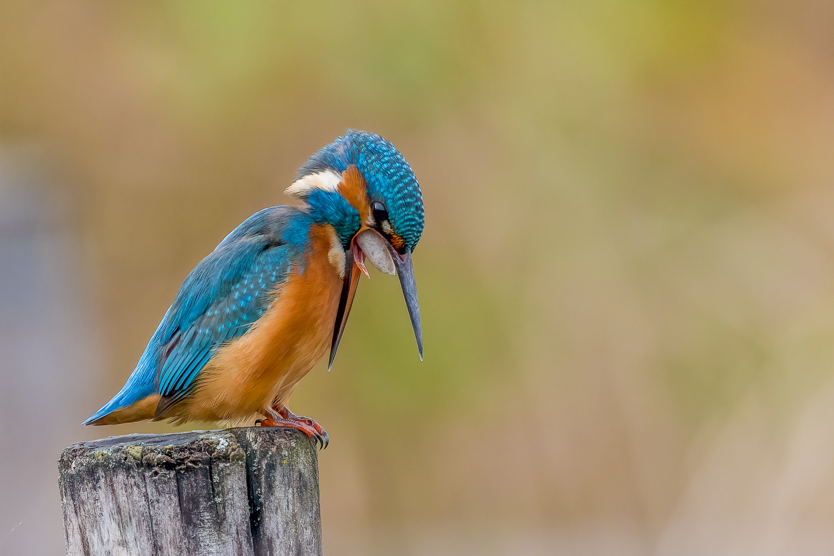 Eisvogel..