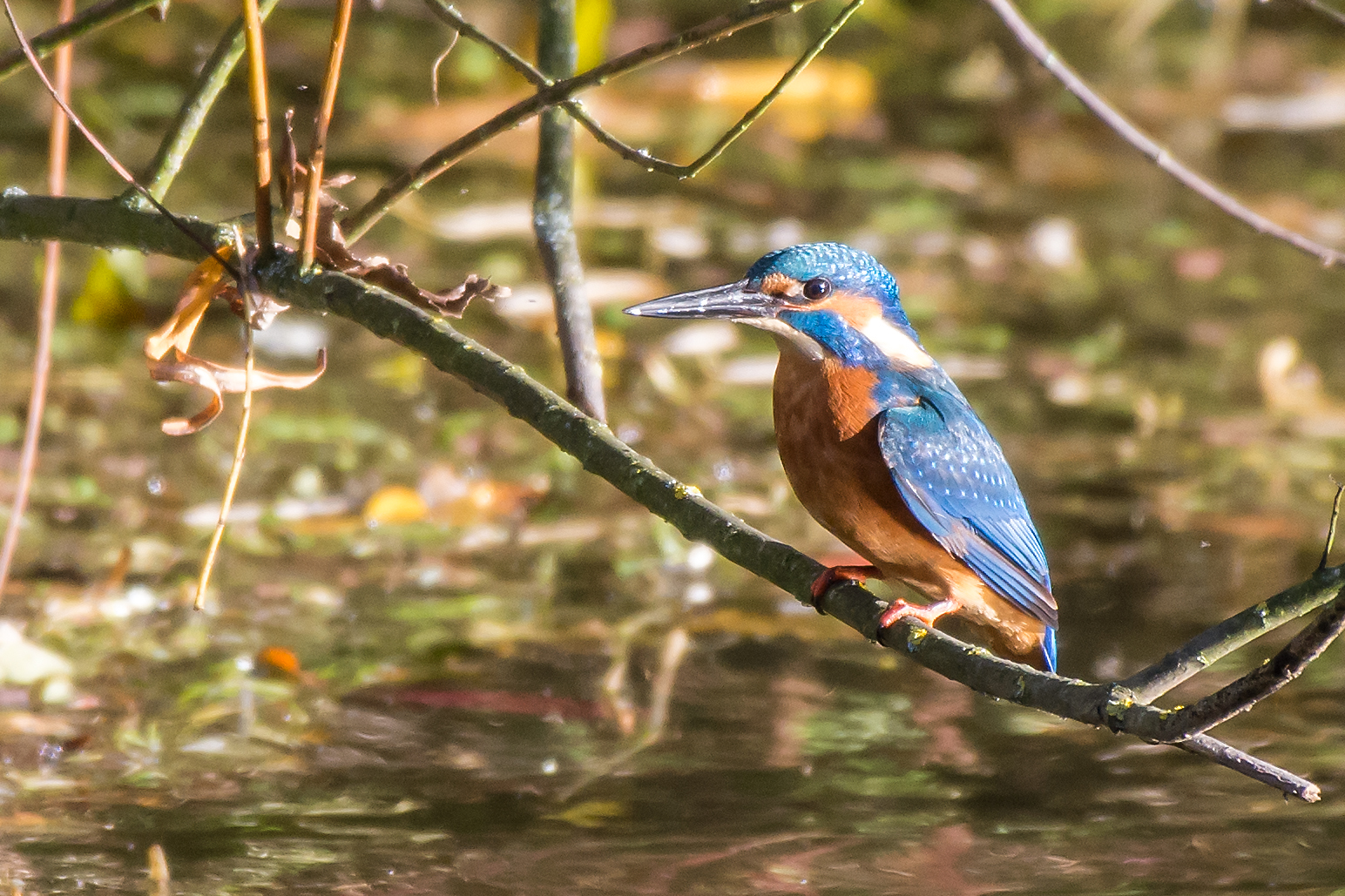 Eisvogel