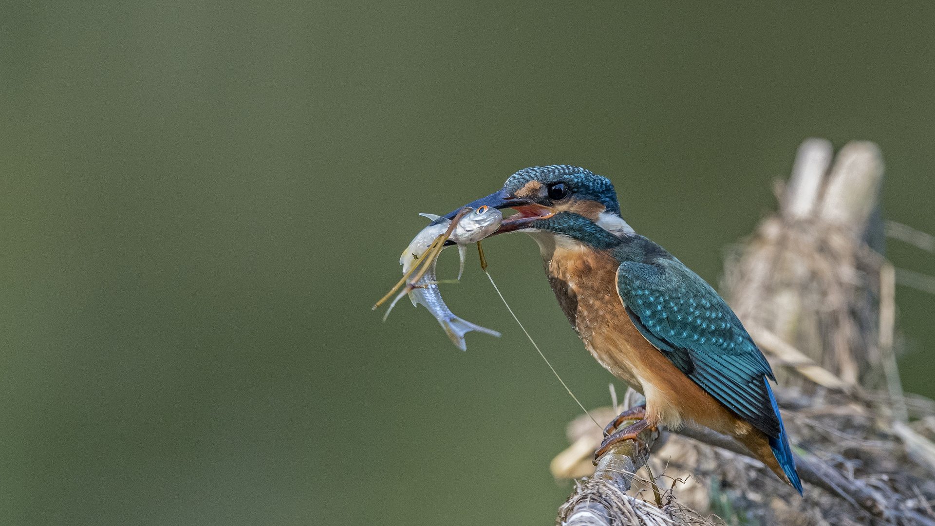 Eisvogel 