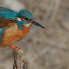 Eisvogel