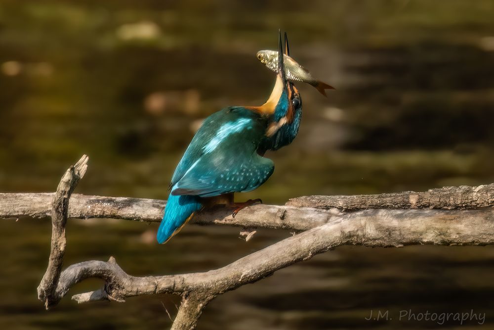 Eisvogel