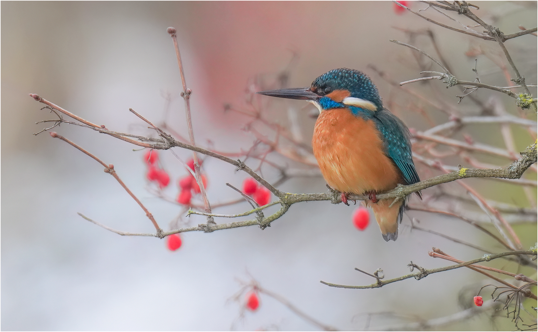 Eisvogel