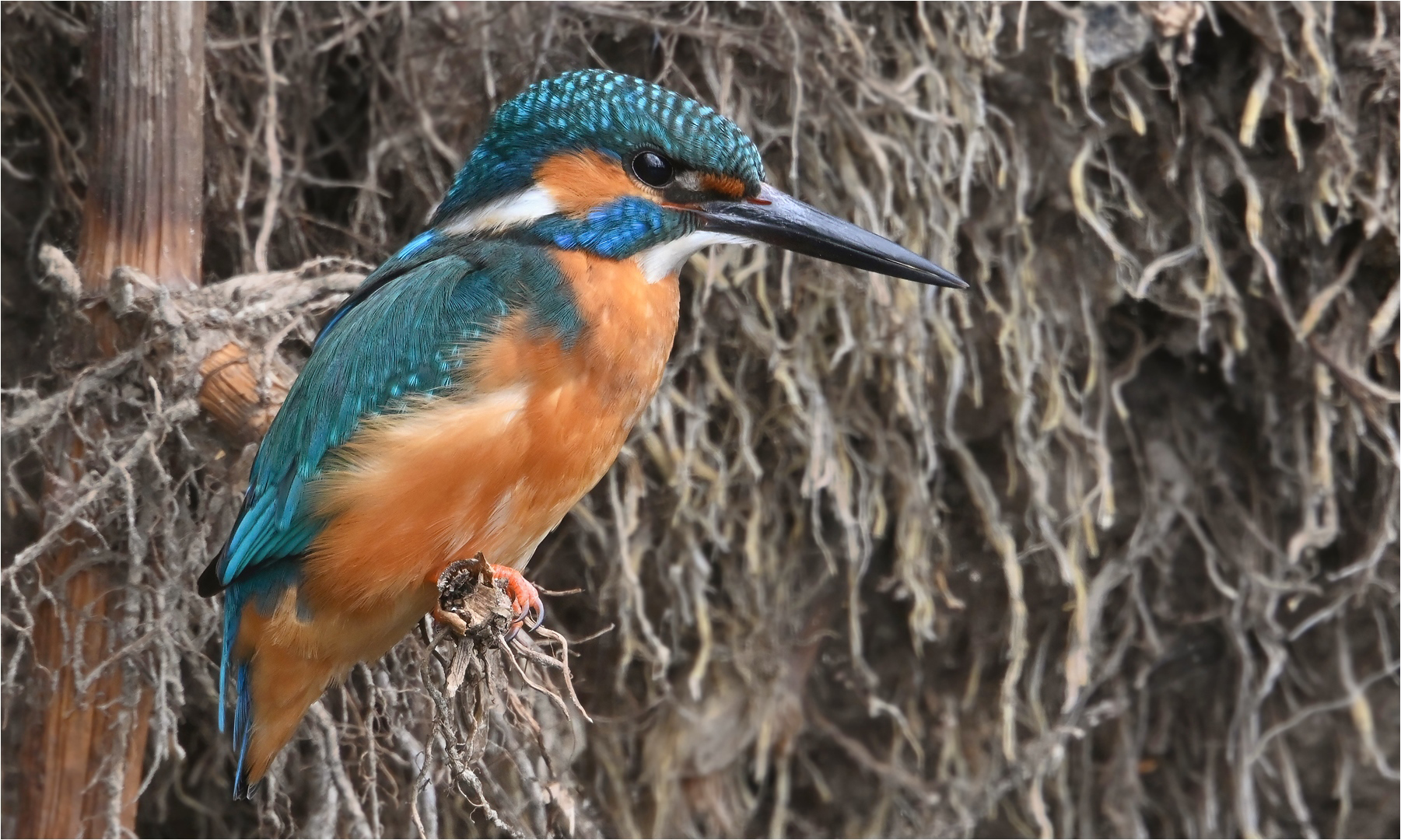 Eisvogel 