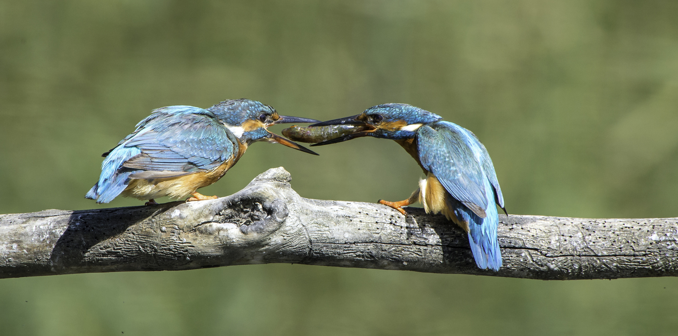 Eisvogel