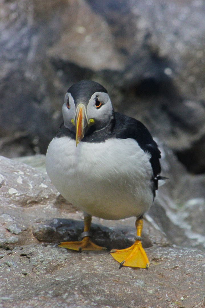 Eisvogel