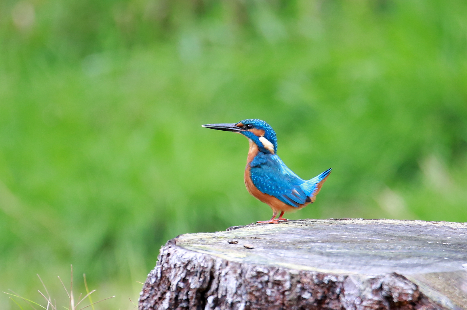 Eisvogel