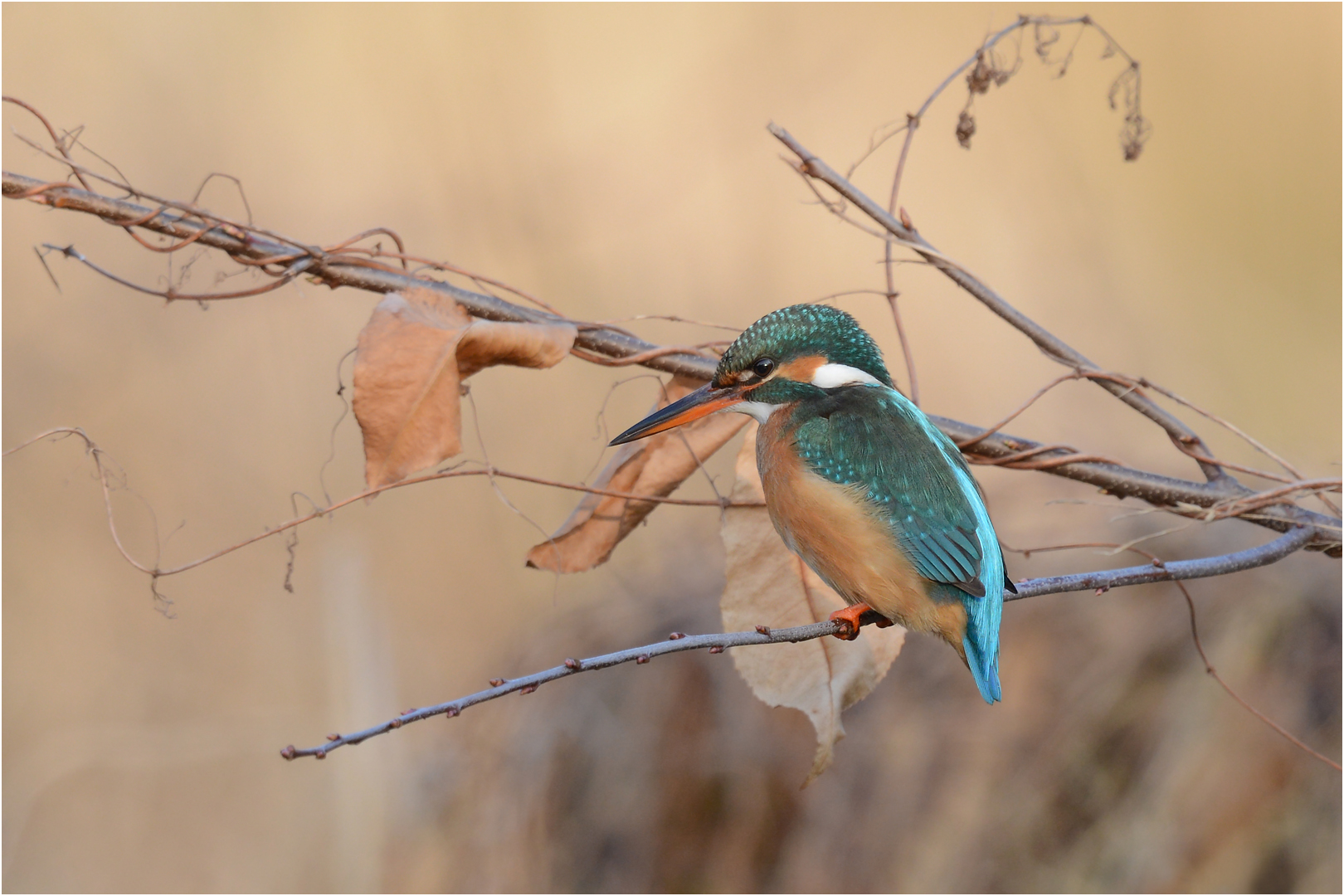 Eisvogel