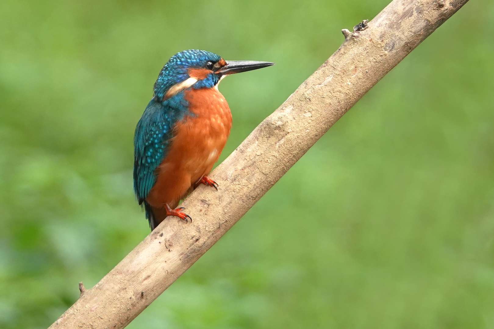 Eisvogel