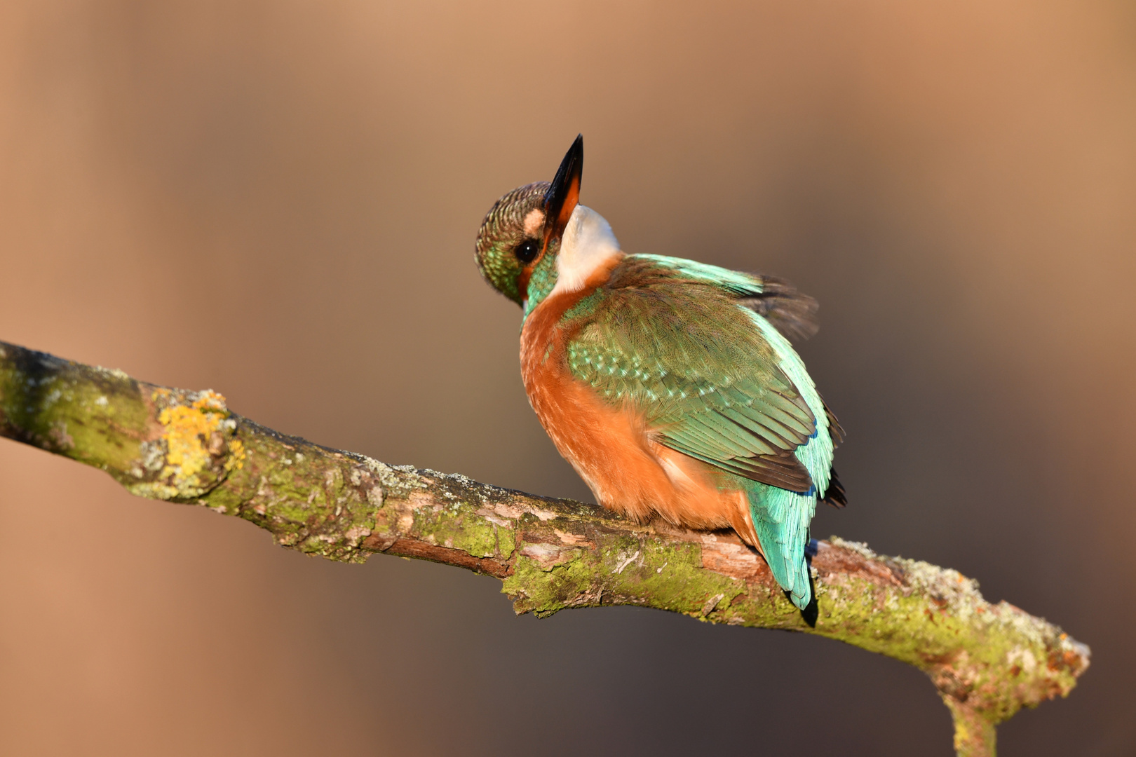 Eisvogel 2, 17.11.2018