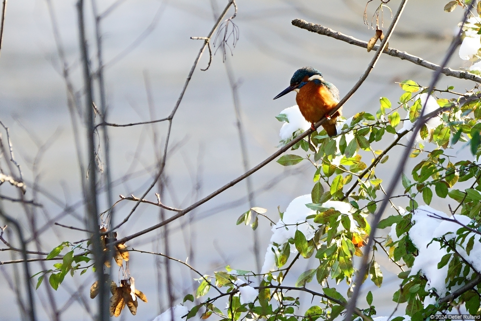 Eisvogel # 2