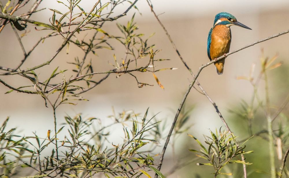 Eisvogel (2)