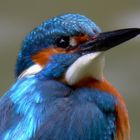 Eisvogel 2 (Alcedo atthis)