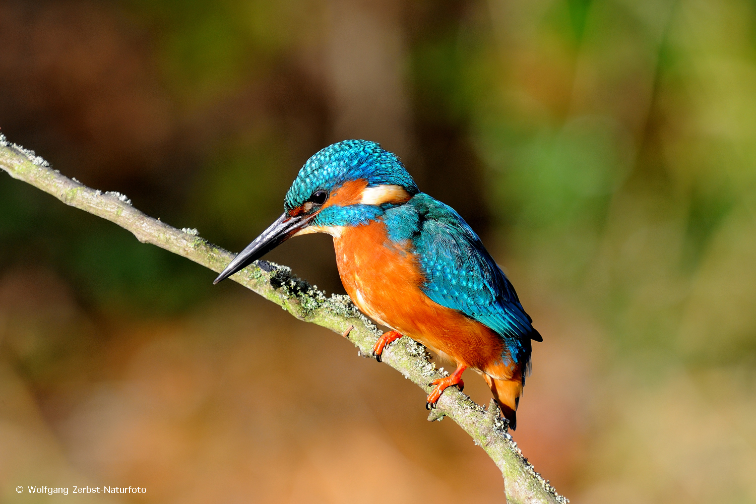 --- Eisvogel 2 ---       Alcedo atthis