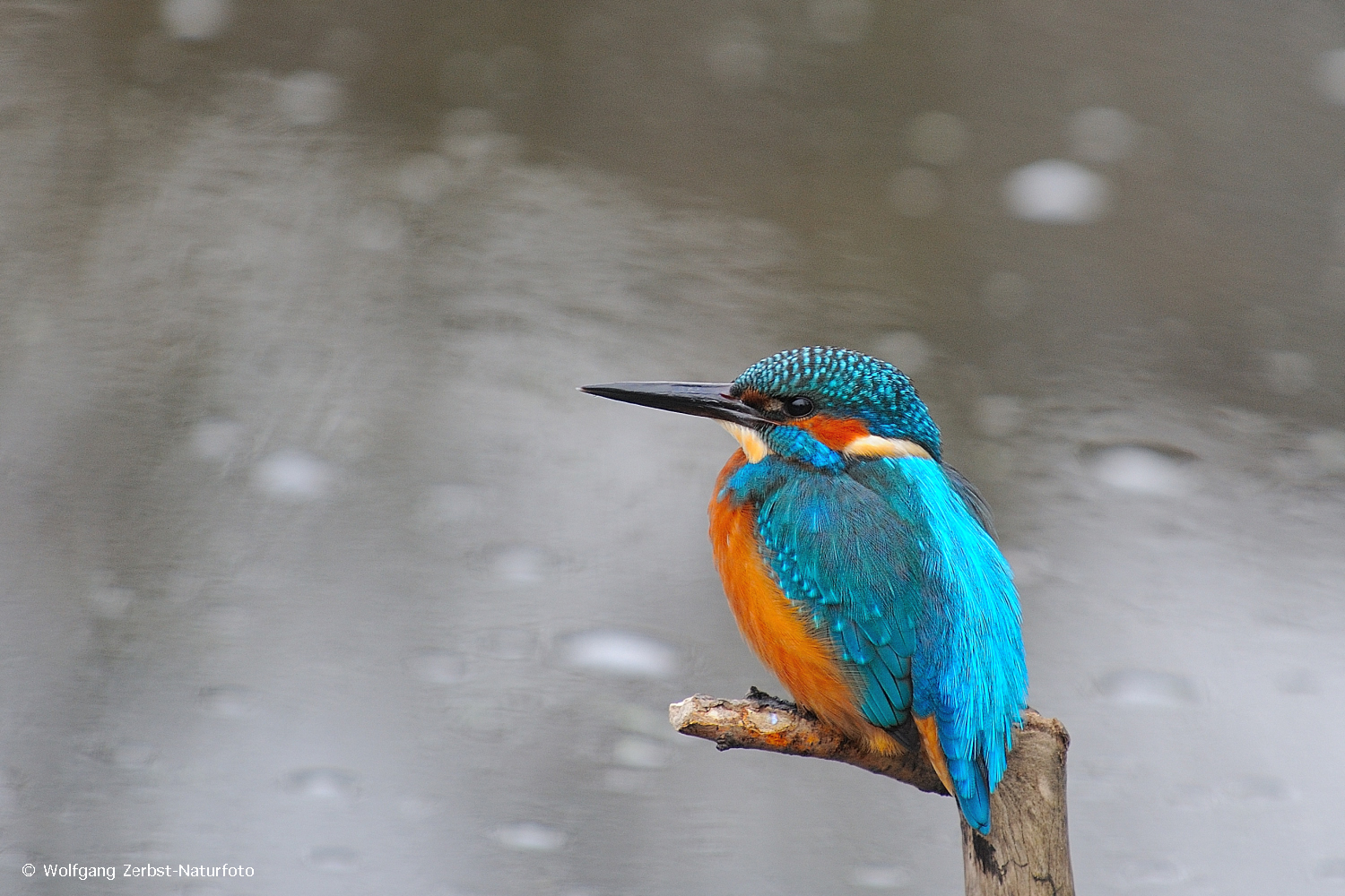 --- Eisvogel 2 ---        ( Alcedo atthis )