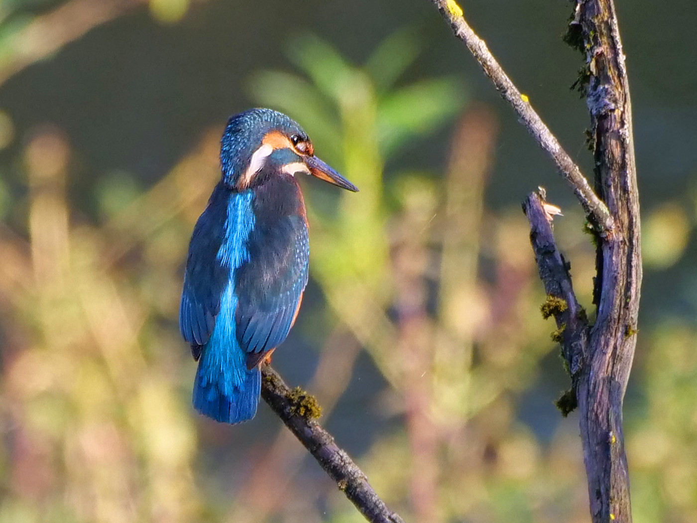 Eisvogel 2 (Alcedo Atthis)