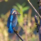 Eisvogel 2 (Alcedo Atthis)