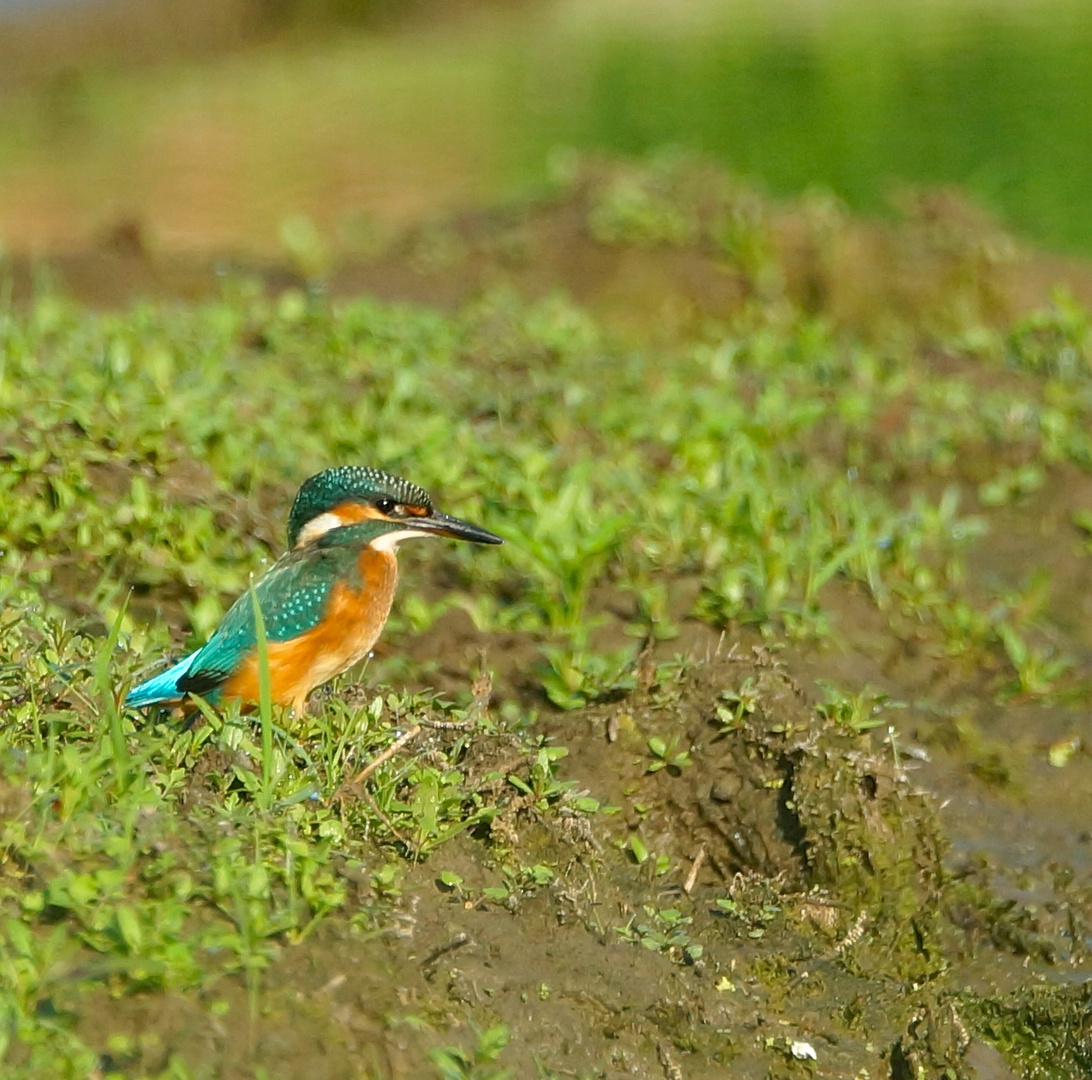 Eisvogel 2