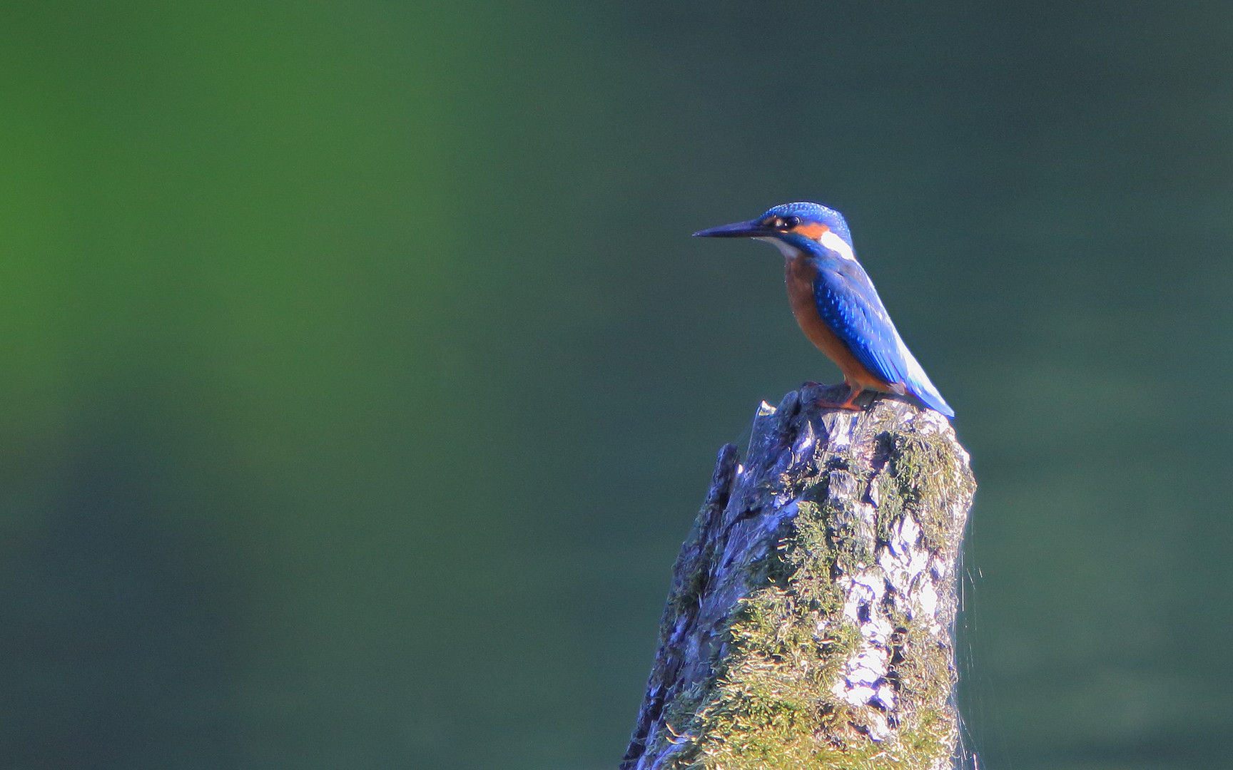 Eisvogel #2