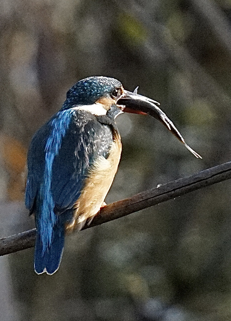 Eisvogel 2: Jagderfolg