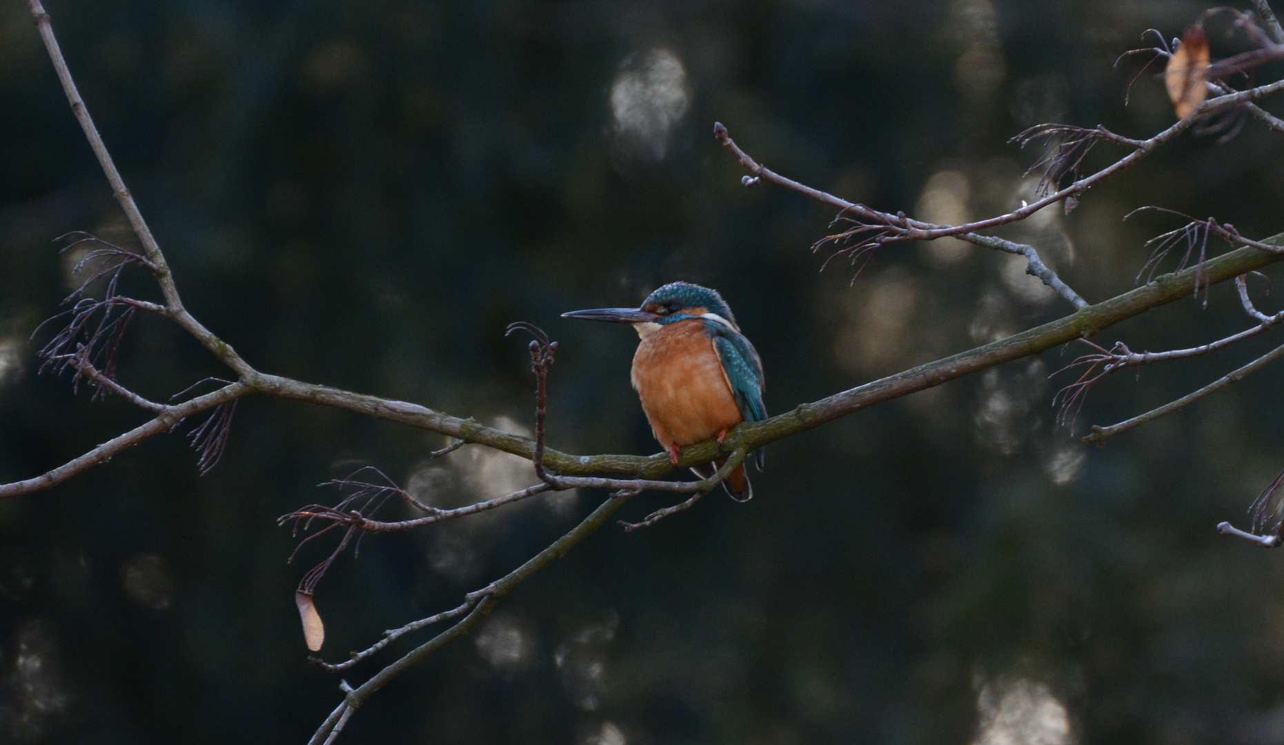 Eisvogel 2 / Kingfisher 2