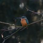 Eisvogel 2 / Kingfisher 2