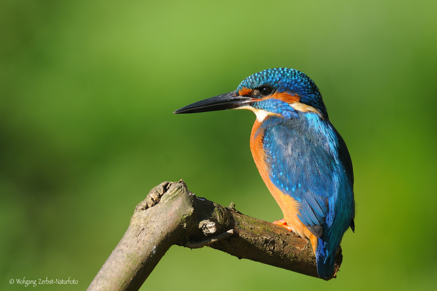 Eisvogel 2 Kopie