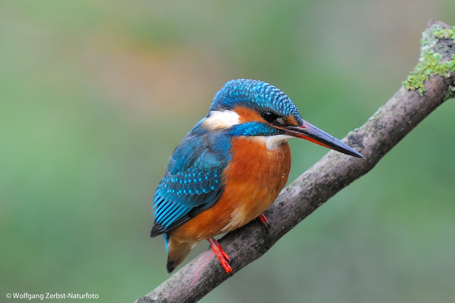 --- Eisvogel 2 weiblich ---