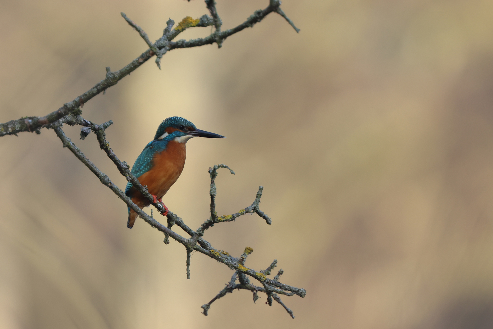 Eisvogel