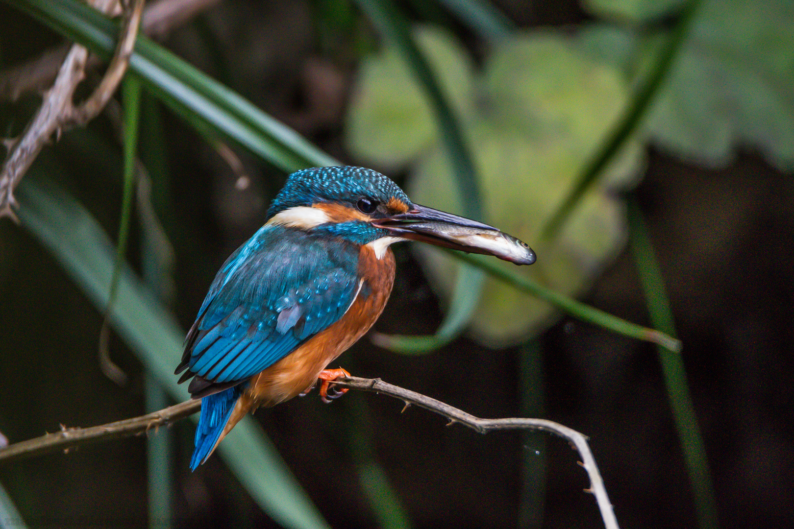 Eisvogel 2016