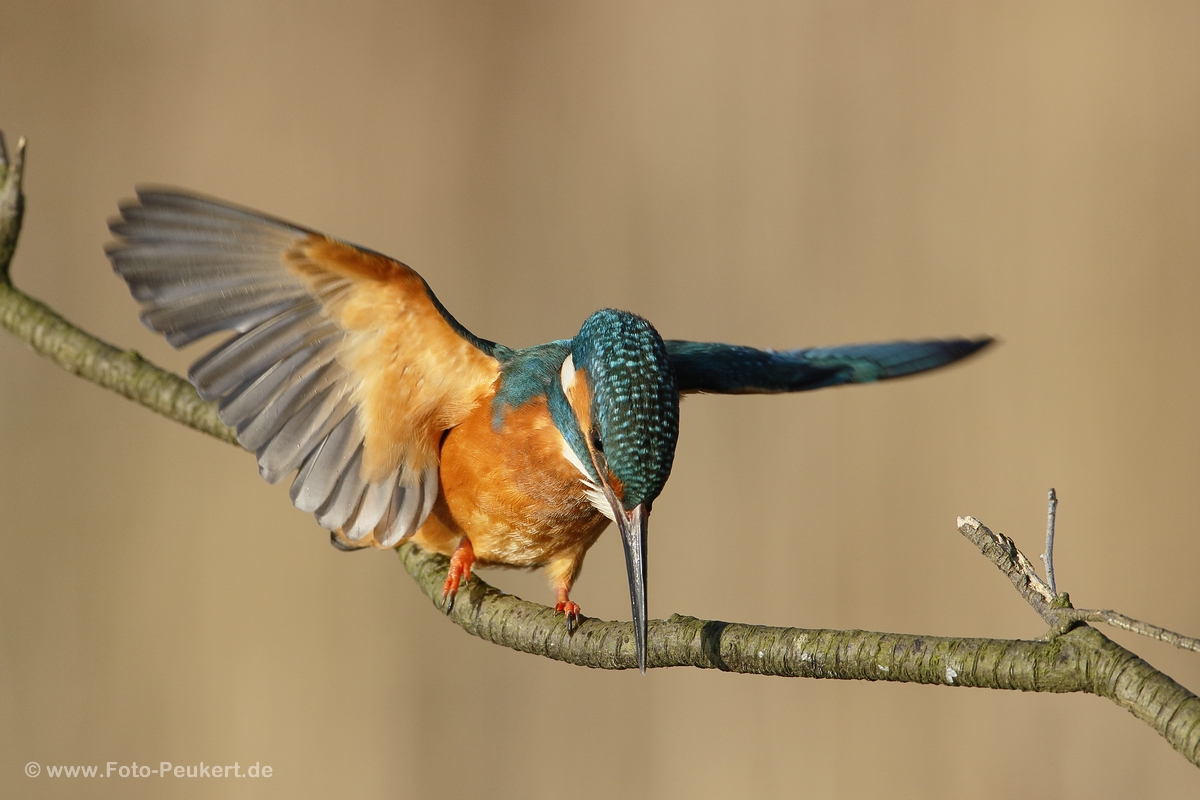 Eisvogel 2016