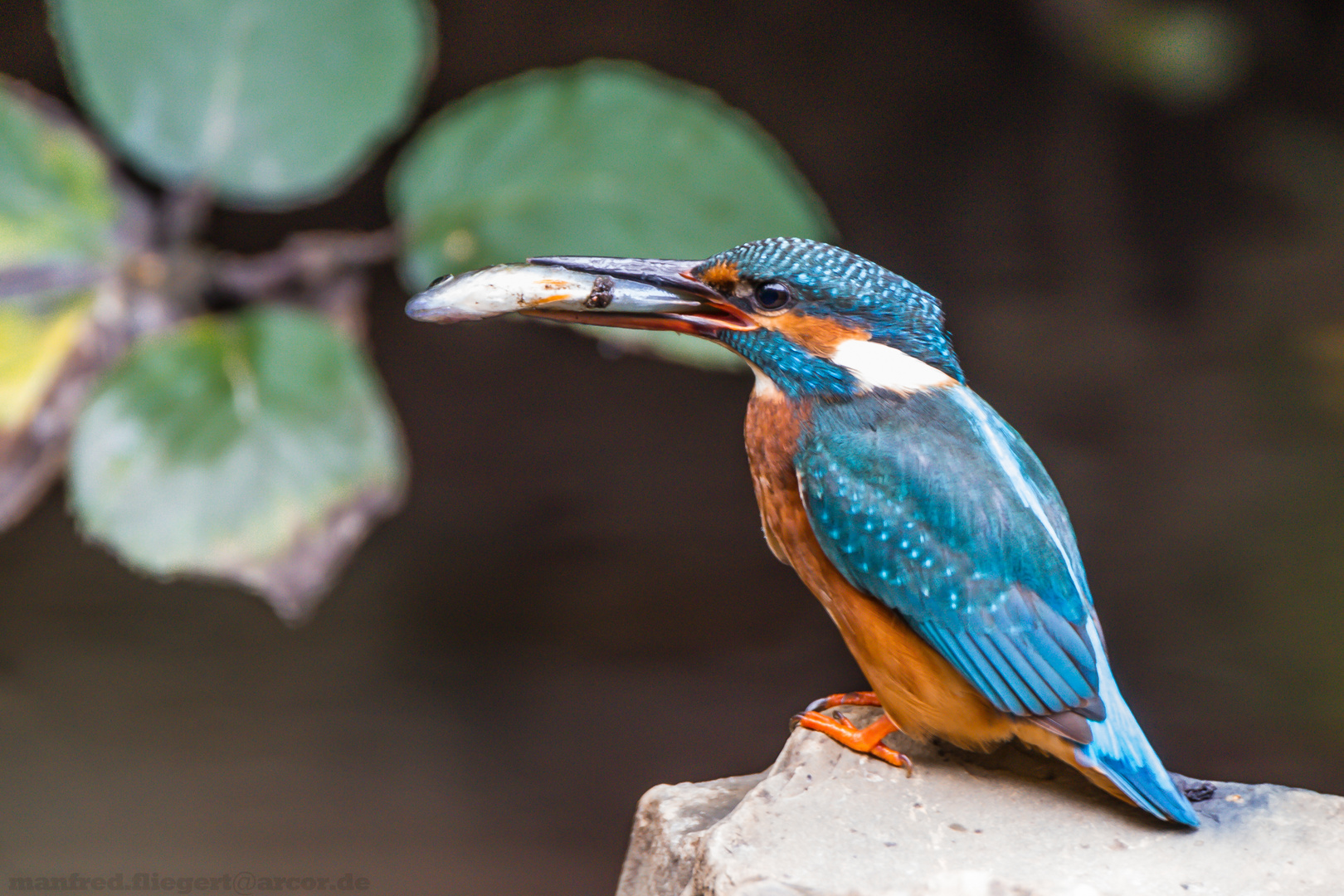 Eisvogel 2016