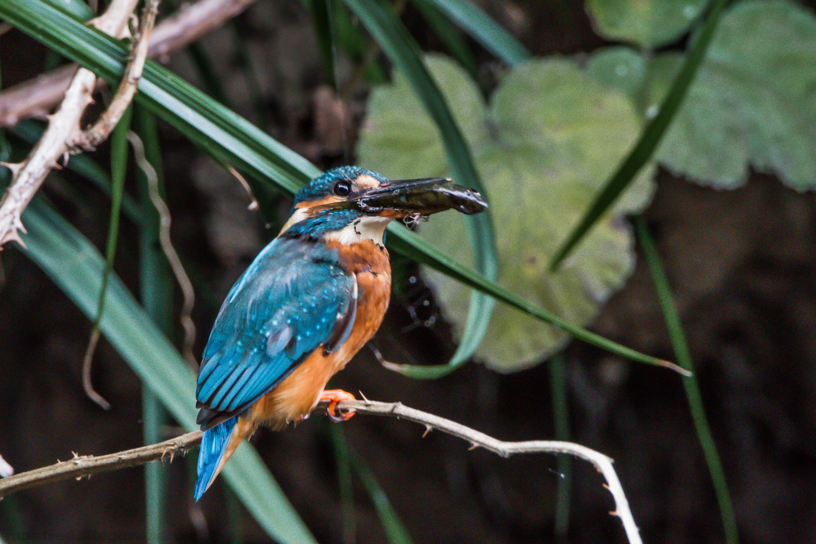 Eisvogel 2016