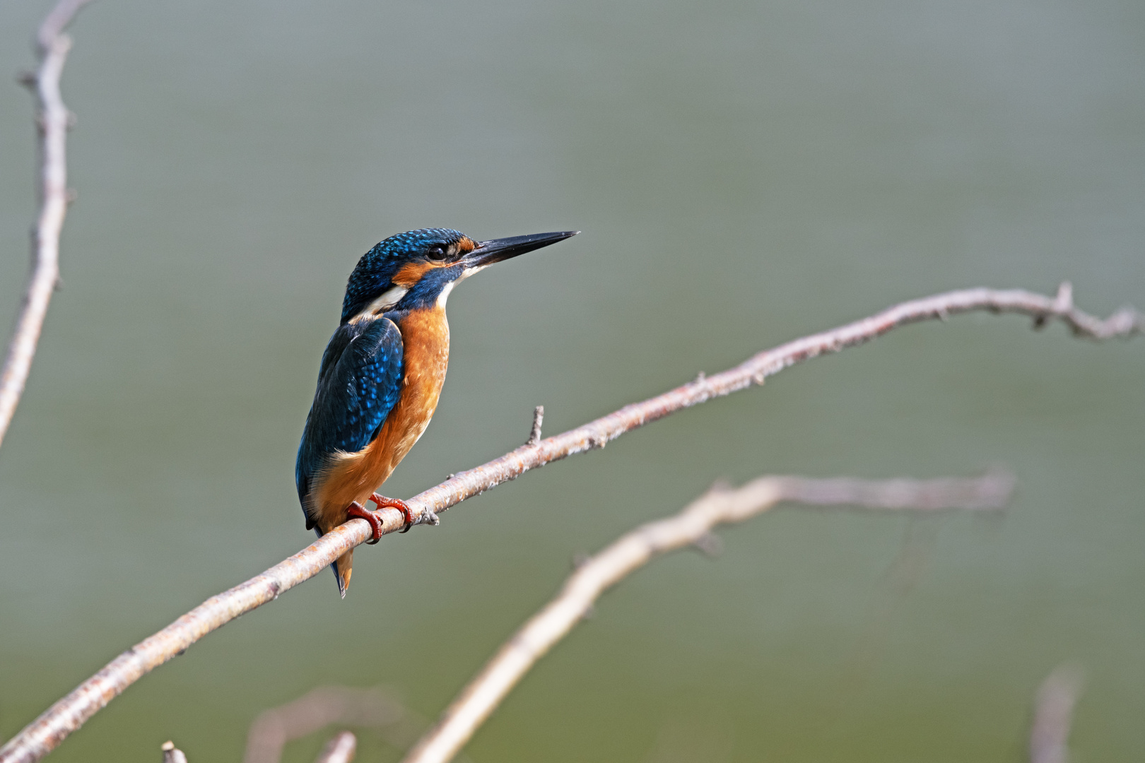 Eisvogel