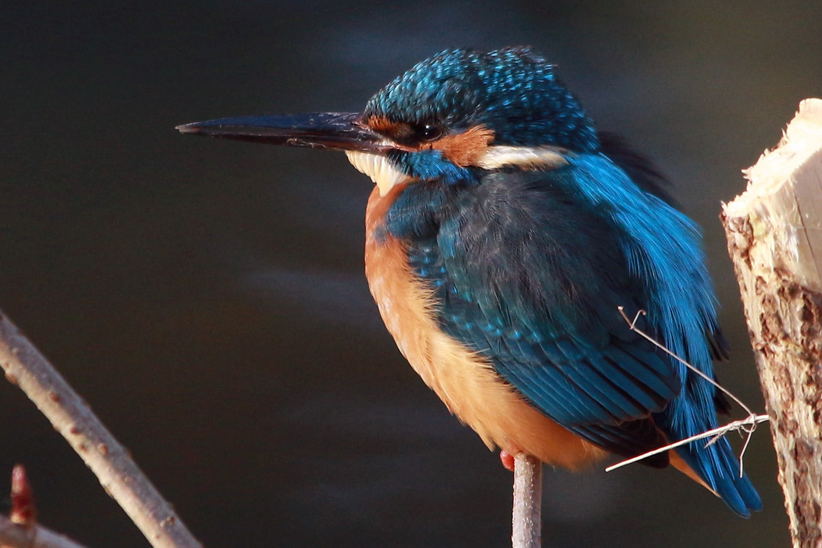 Eisvogel