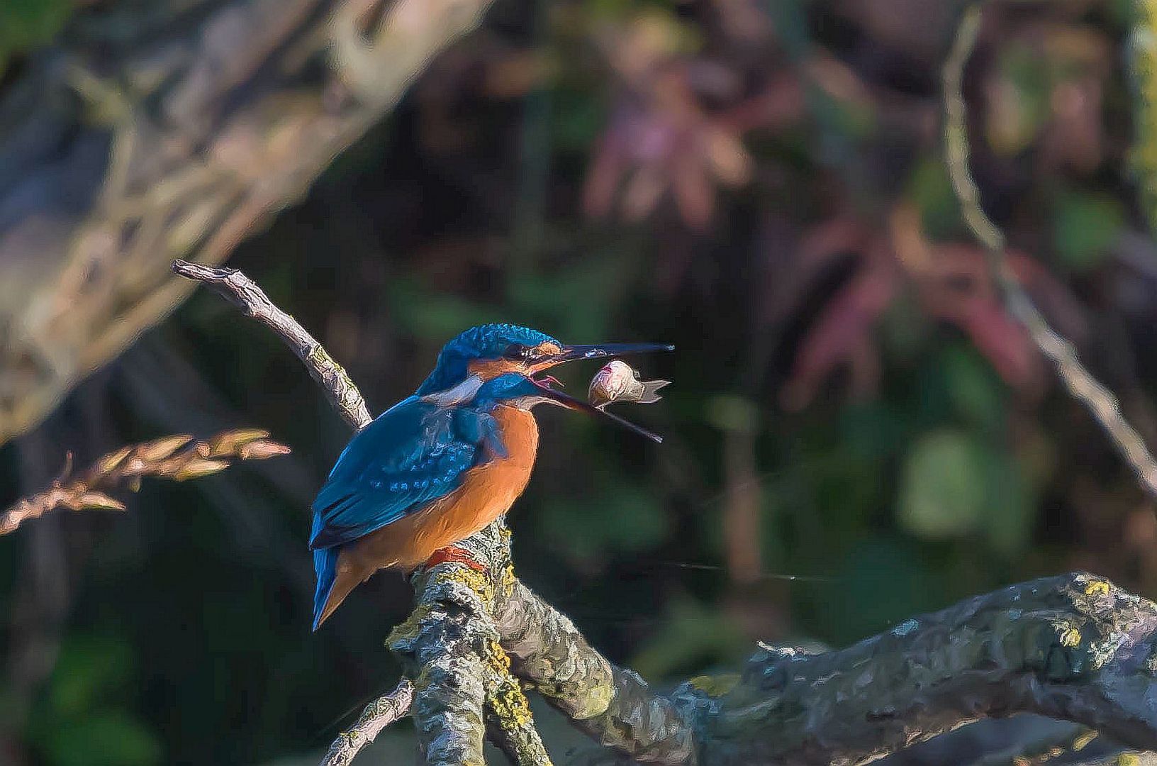 Eisvogel