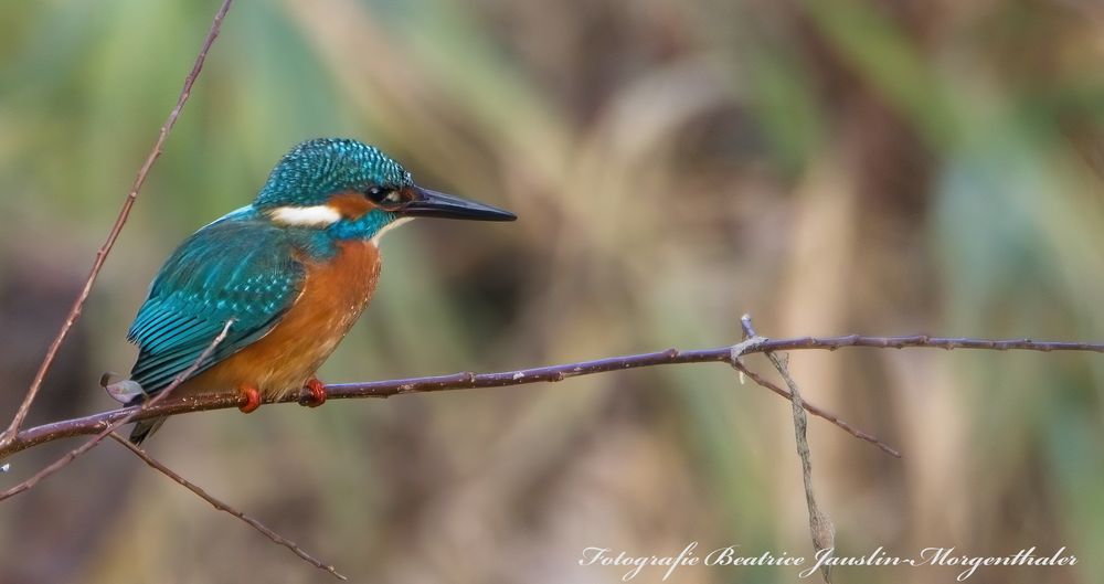 Eisvogel