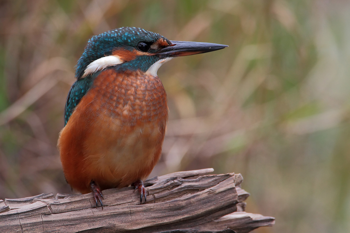 Eisvogel