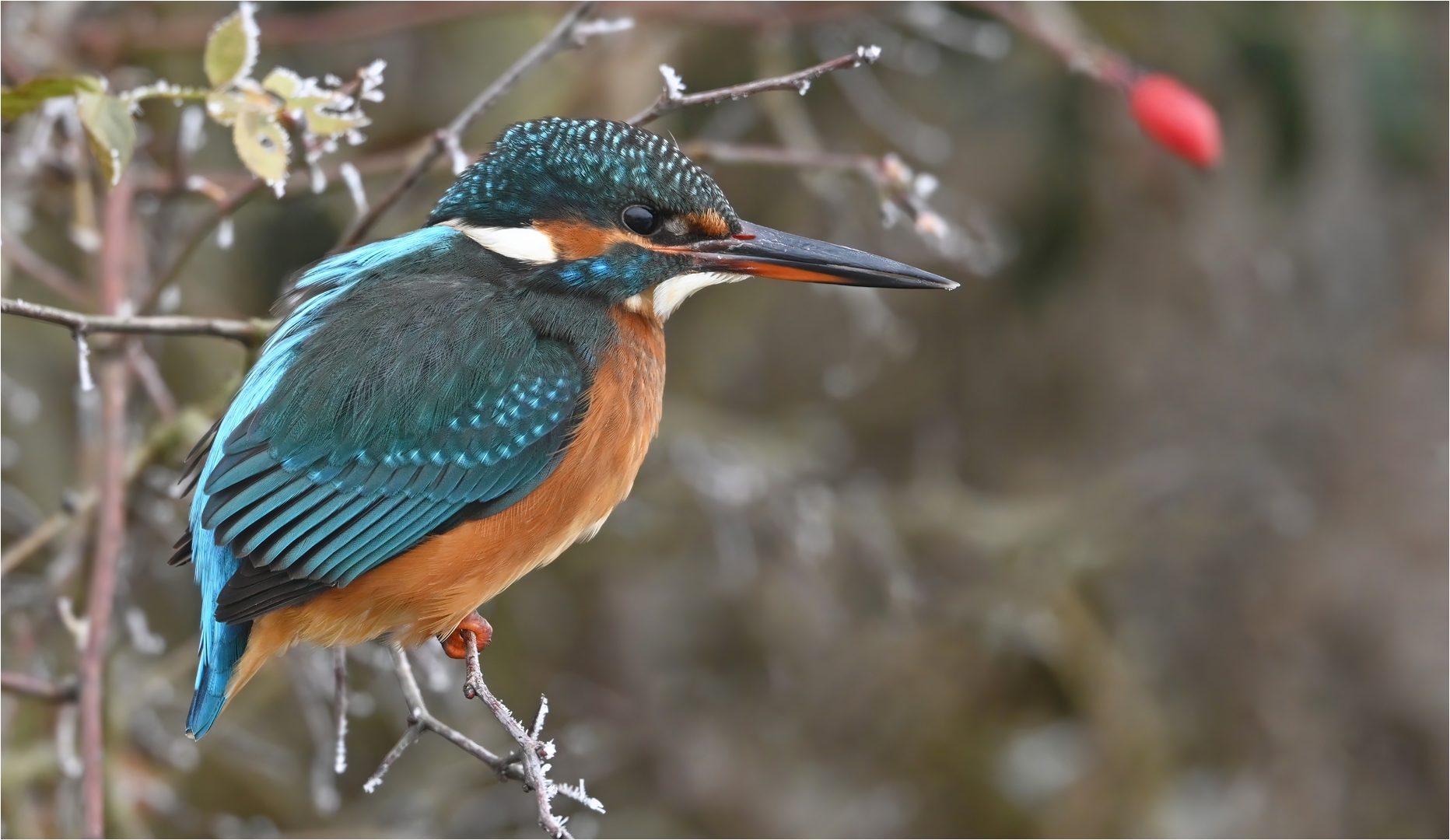 Eisvogel 