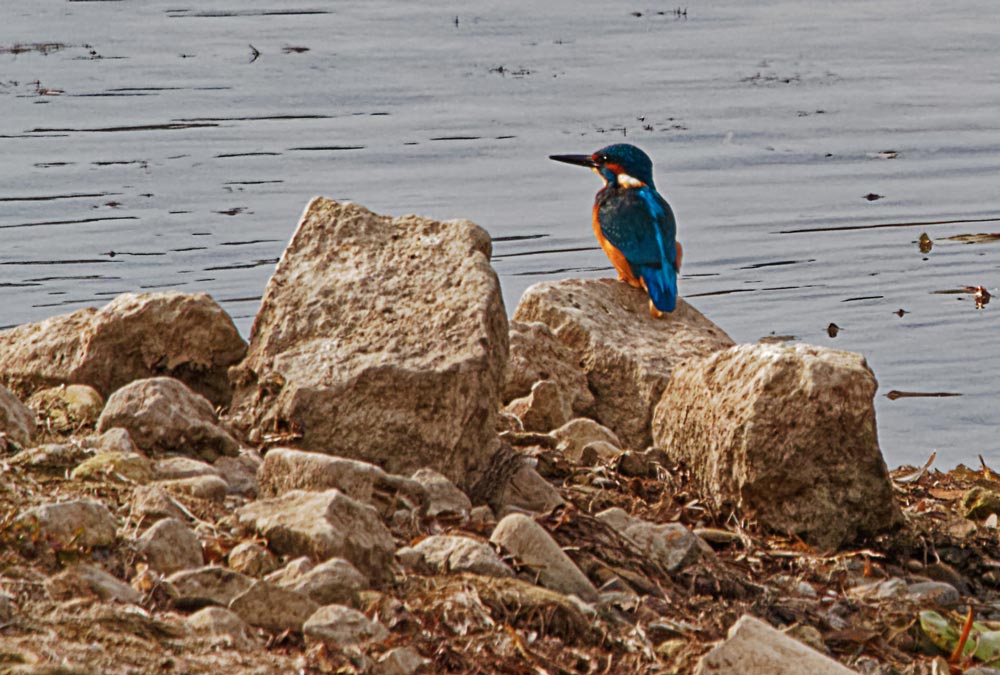 Eisvogel