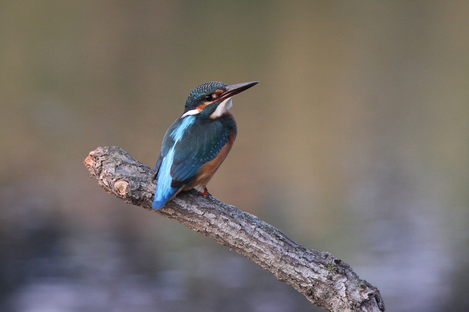 Eisvogel