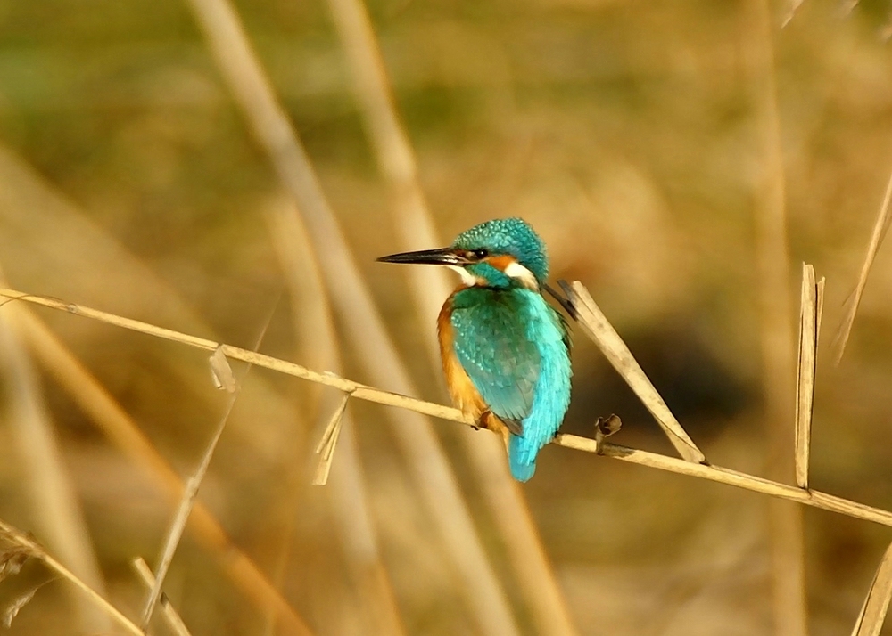 Eisvogel