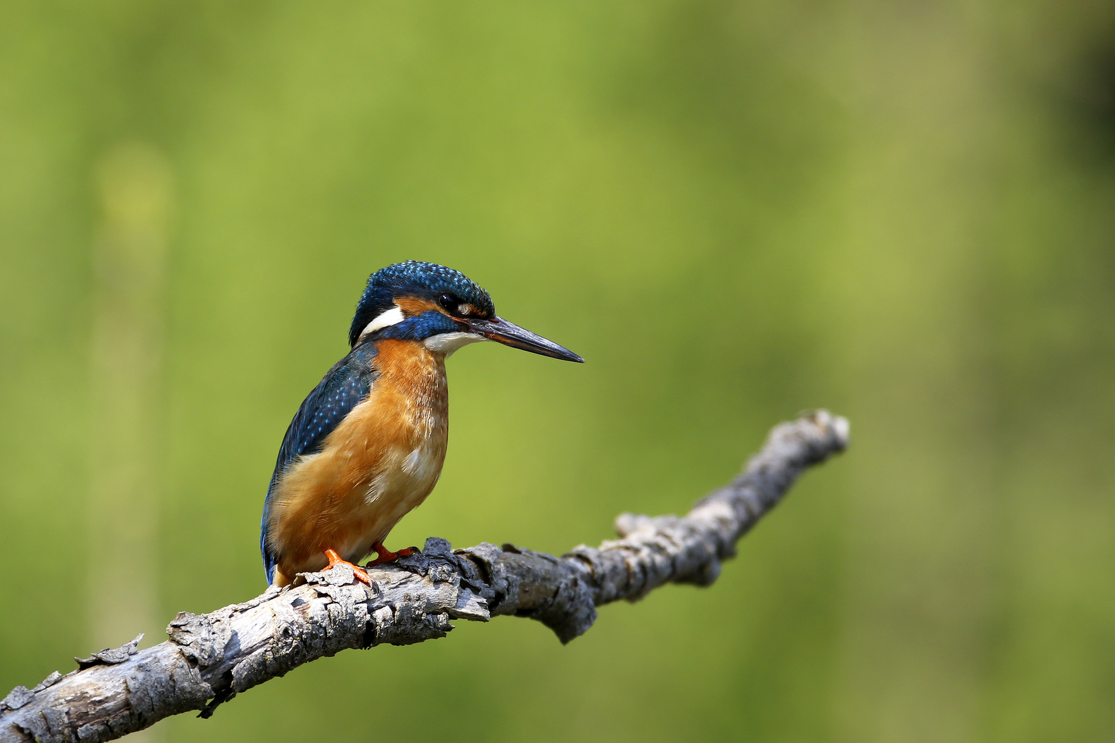 Eisvogel