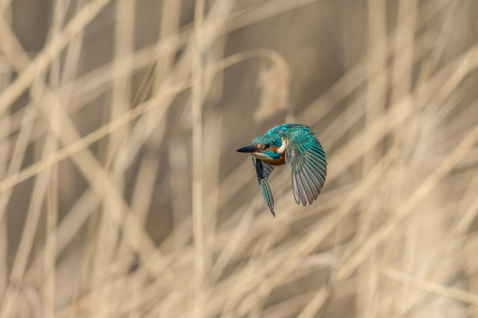 Eisvogel