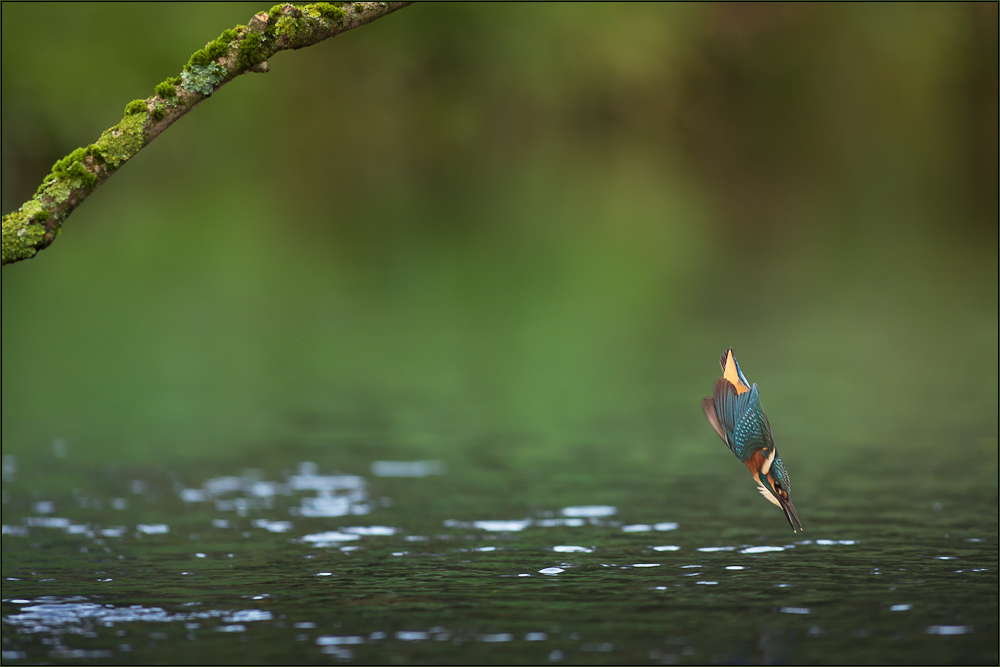 Eisvogel...