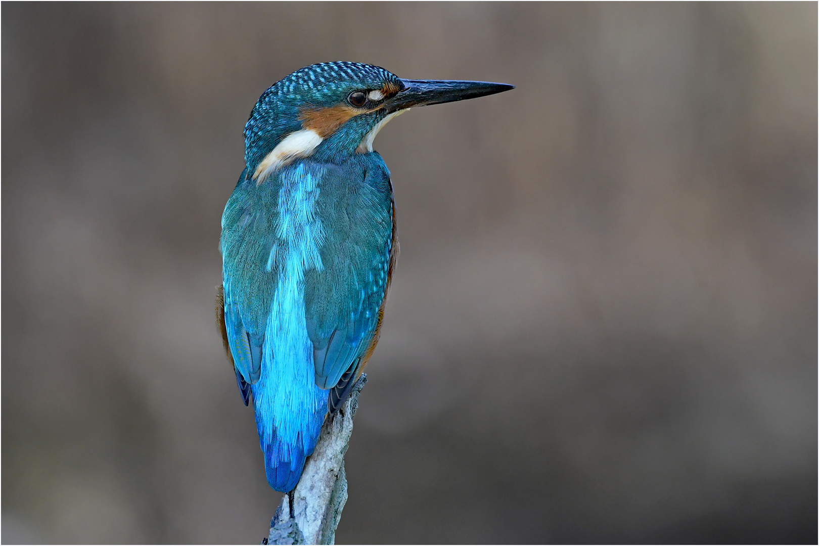 Eisvogel