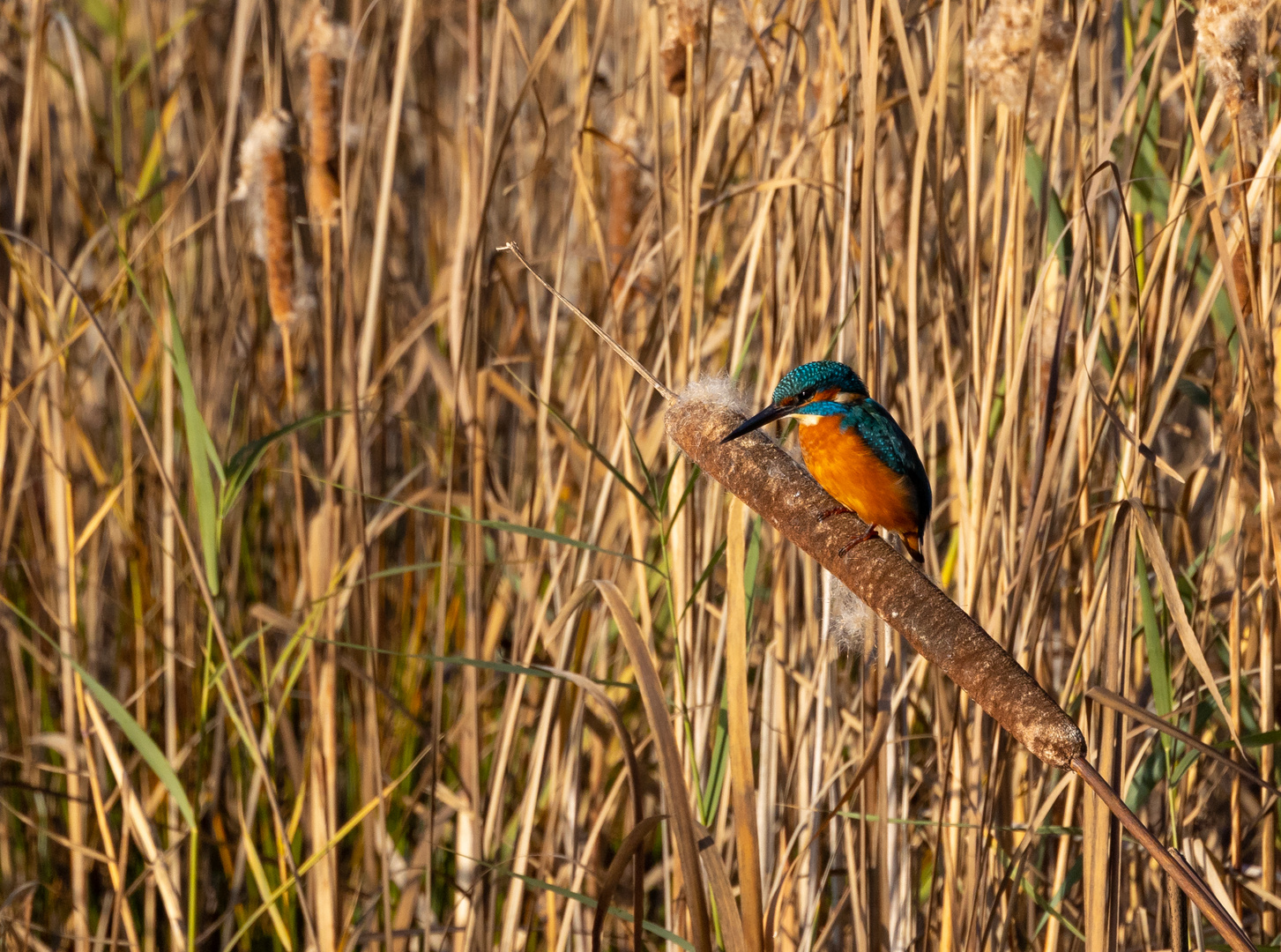 Eisvogel