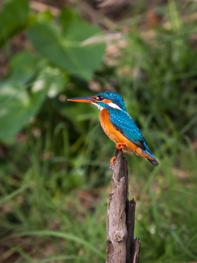 Eisvogel